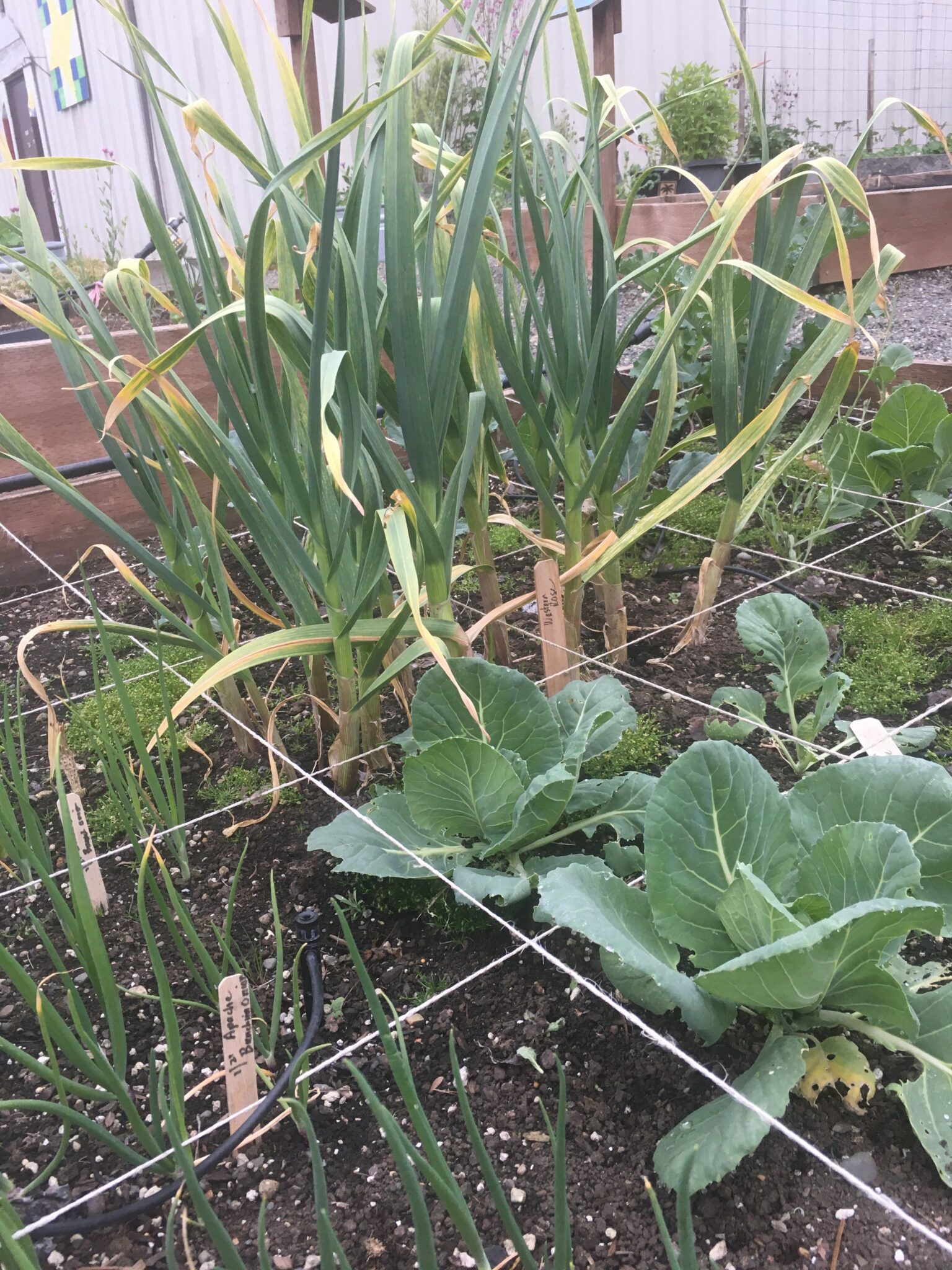 Introduction to Vegetable Gardening How to Plant Grays Harbor