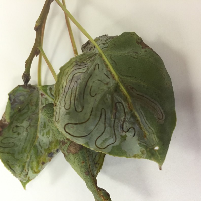 Leaf Miner | Stevens County | Washington State University
