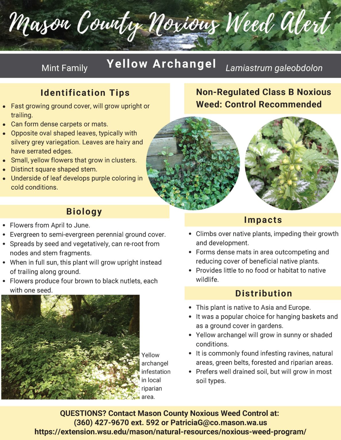 Weed Alerts Mason County Washington State University