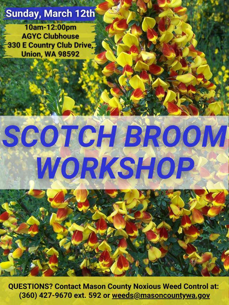 Scotch Broom Mason County Washington State University