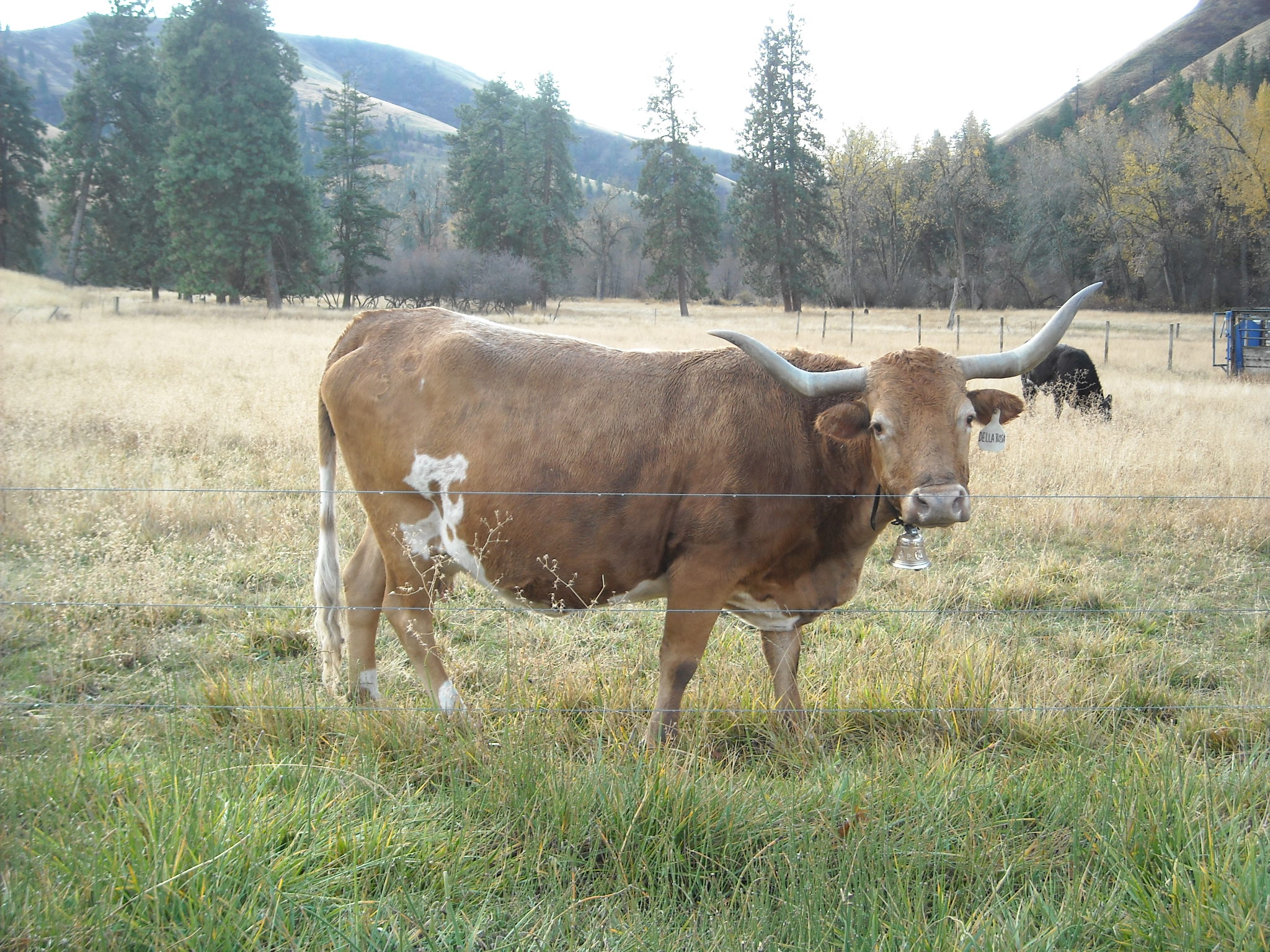 Animals | Columbia County | Washington State University
