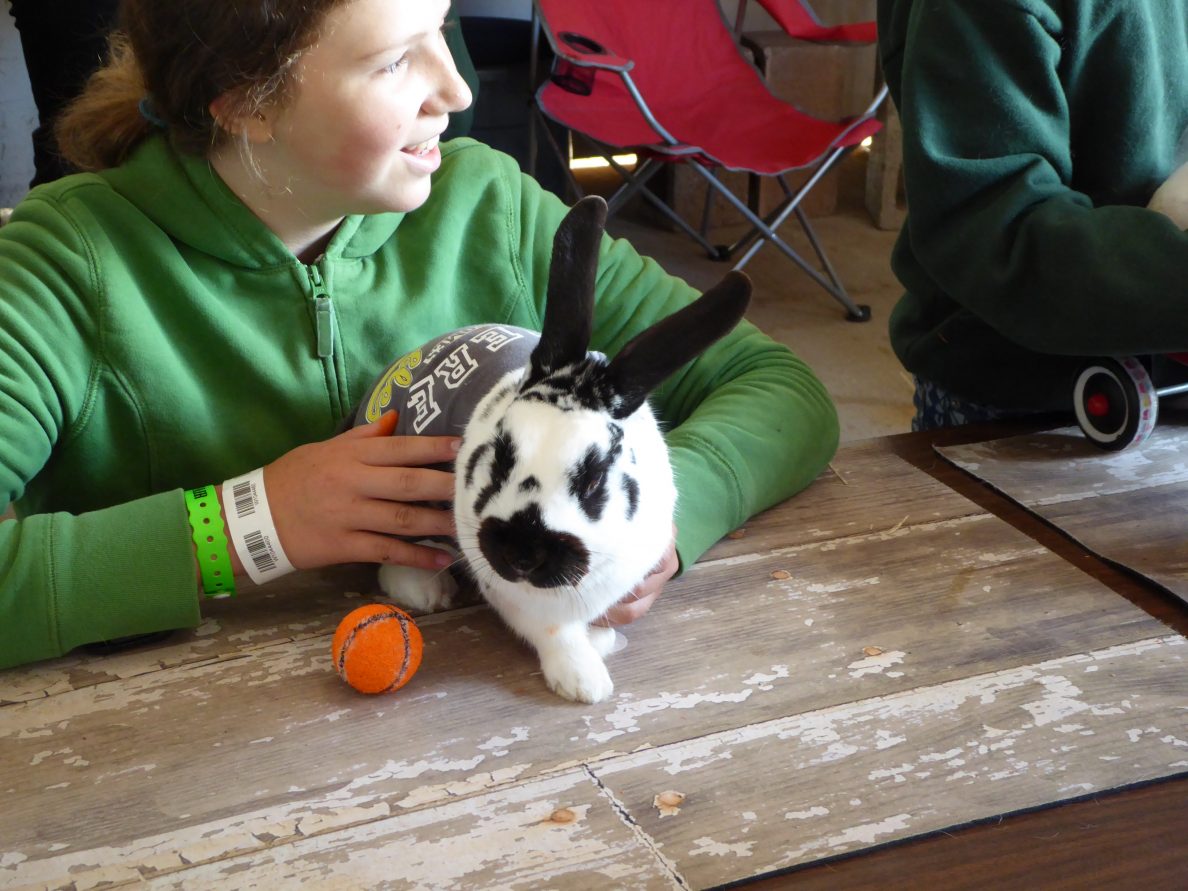 4H Rabbit and Cavy Projects Clallam County Washington State University