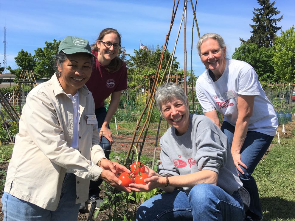 Growing Tomatoes in the Pacific Northwest Clallam County Washington