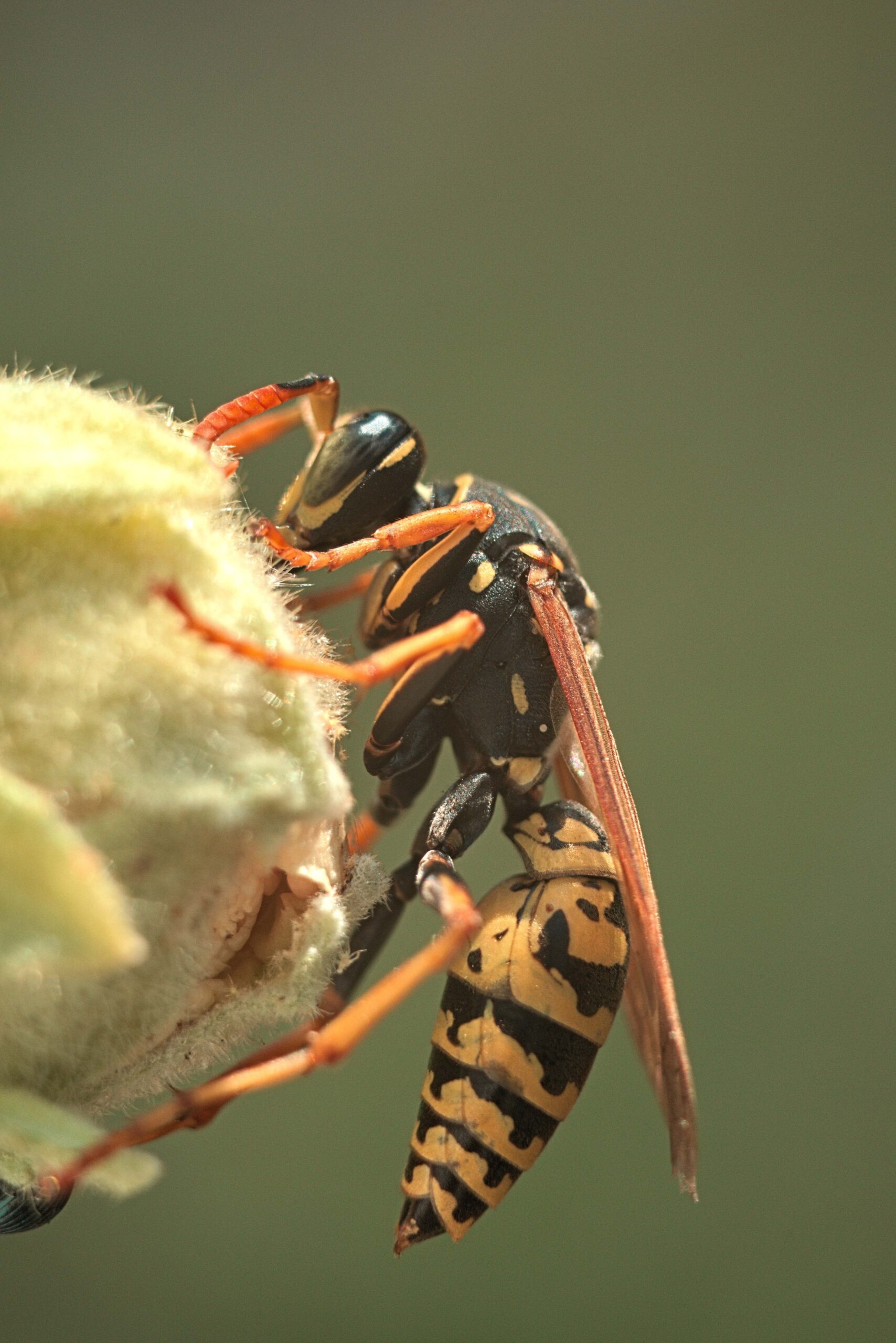 Green Thumb Wasps, and Their Mimics Clallam County