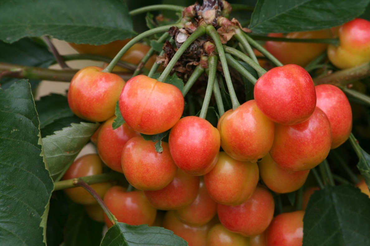 Home Fruit Production Walla Walla County Washington State University