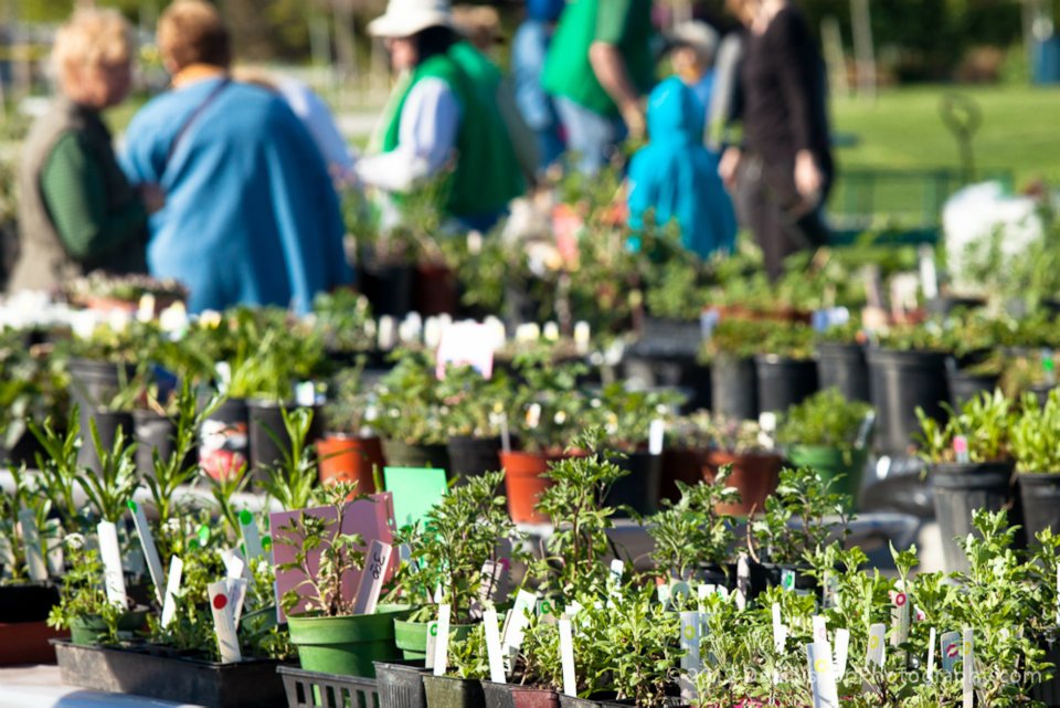MG Plant Sale Benton & Franklin Counties Washington State University