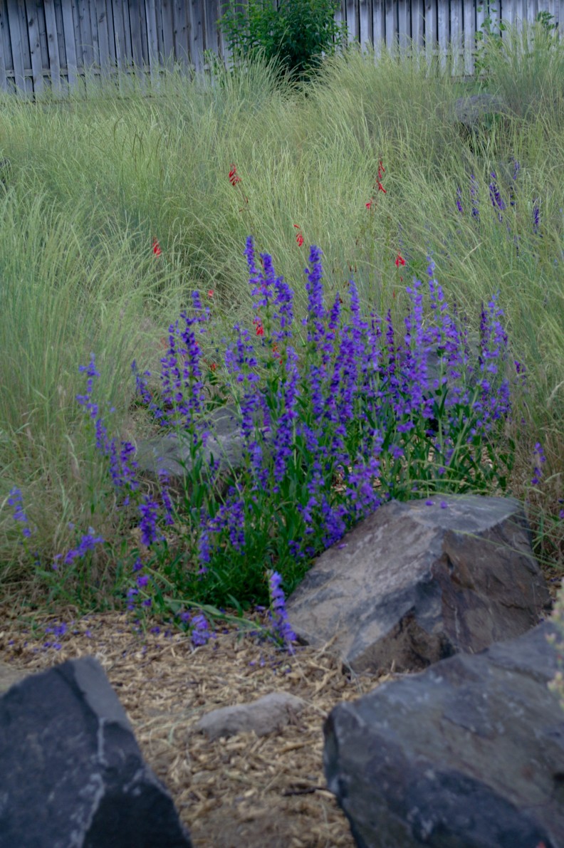 Native Plant Garden Benton & Franklin Counties Washington State