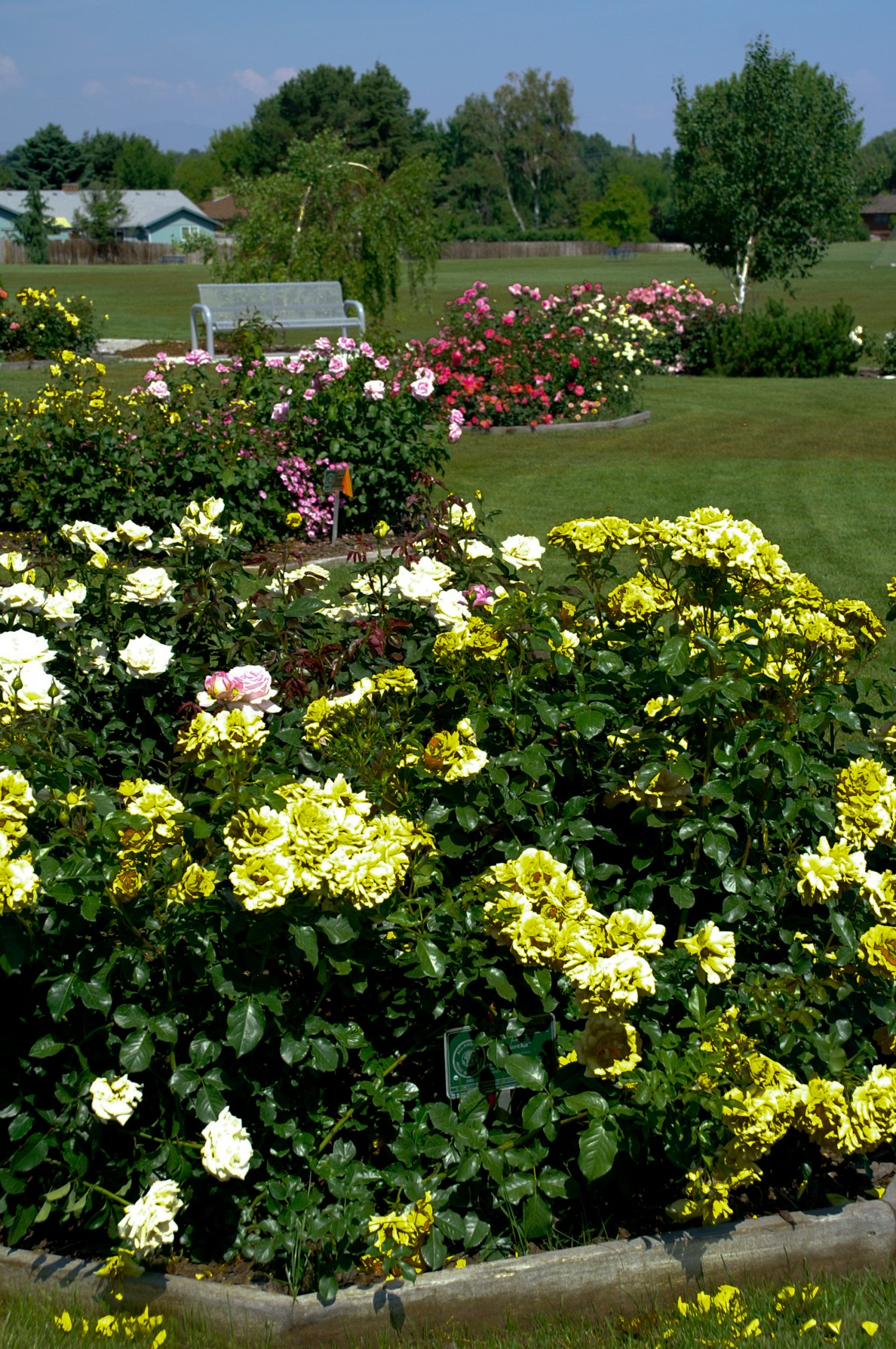 Rose Garden Benton &amp; Franklin Counties Washington