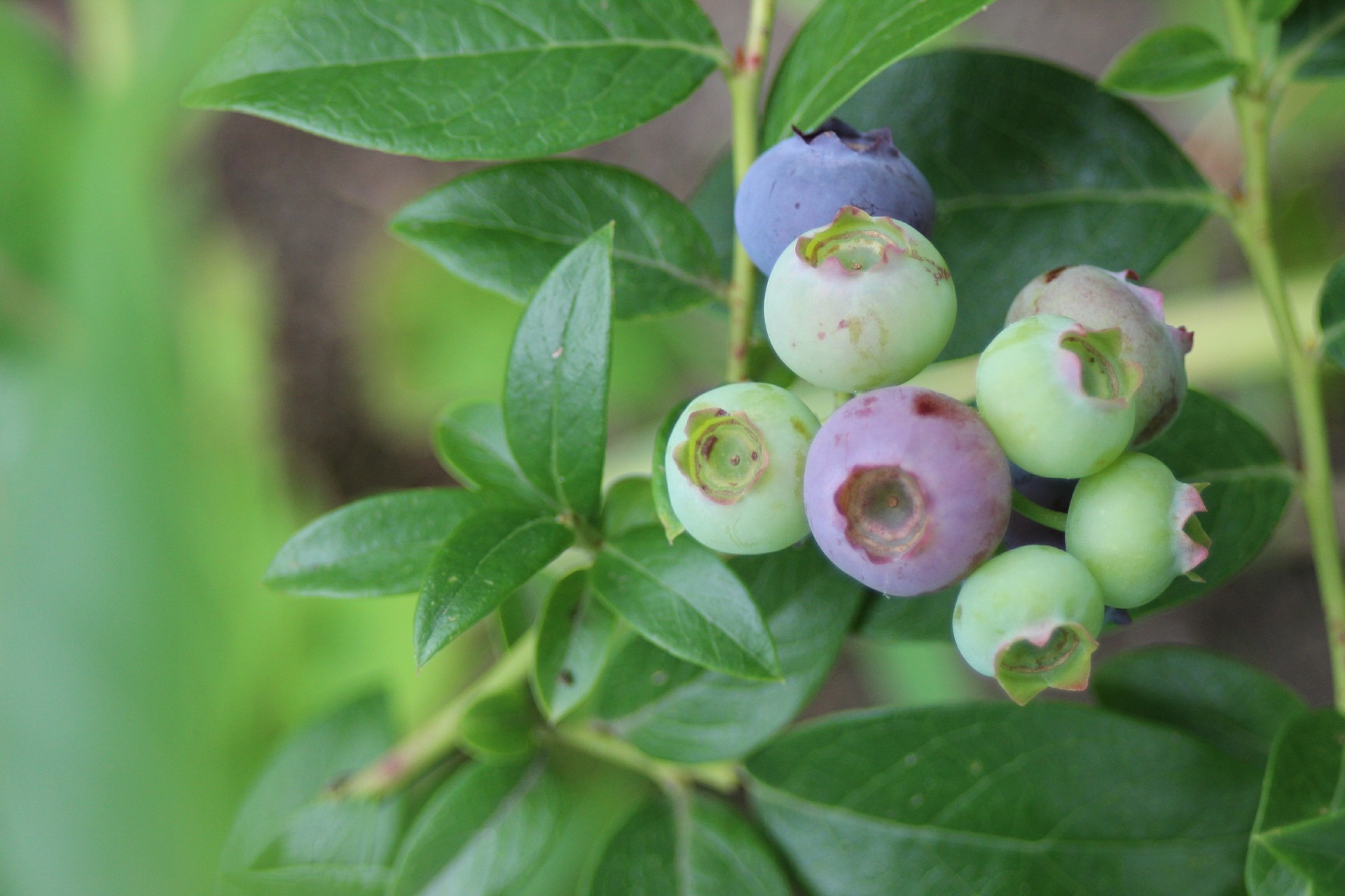Backyard Blueberries Benton & Franklin Counties Washington State University