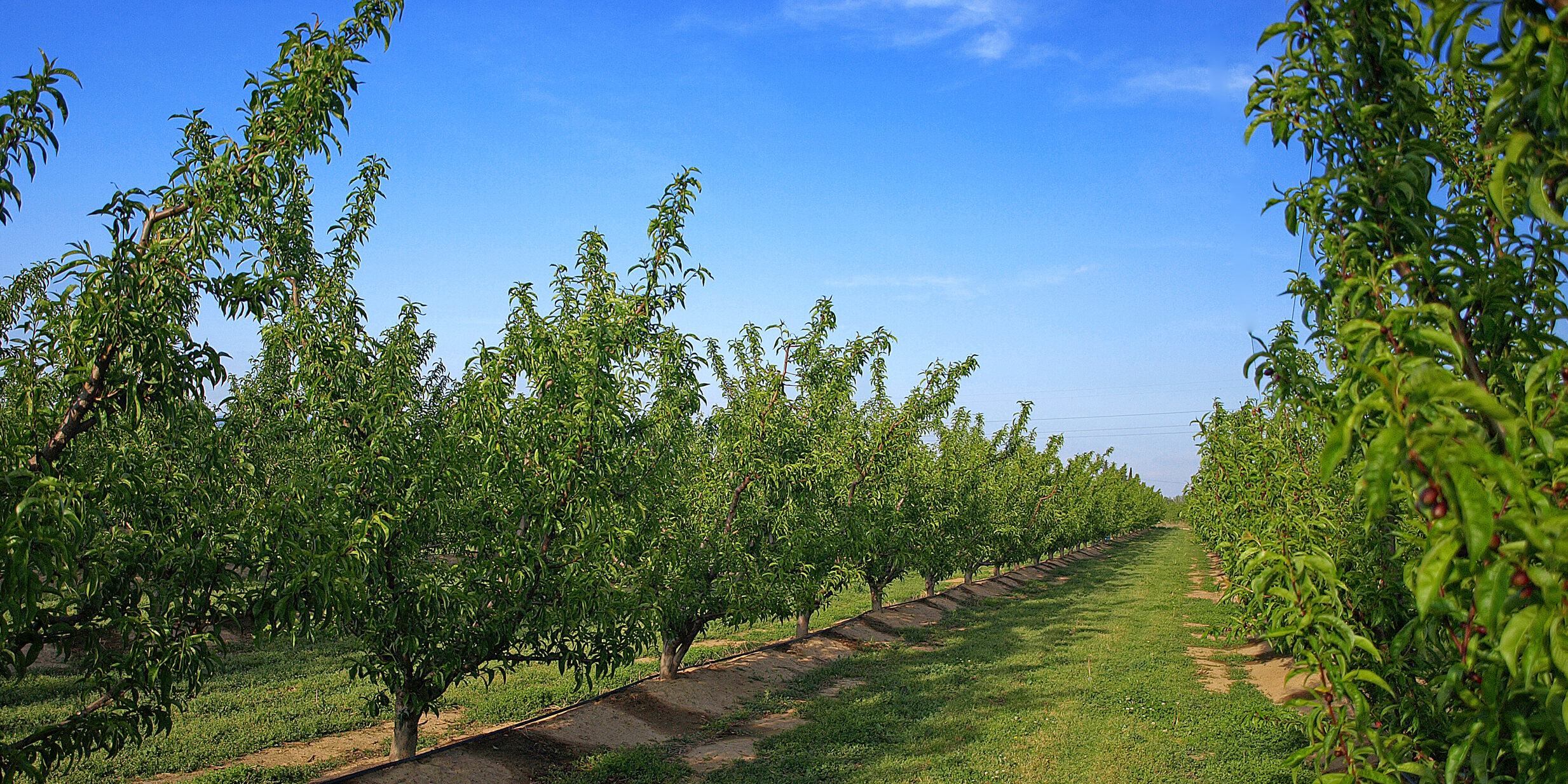 cherry orchard