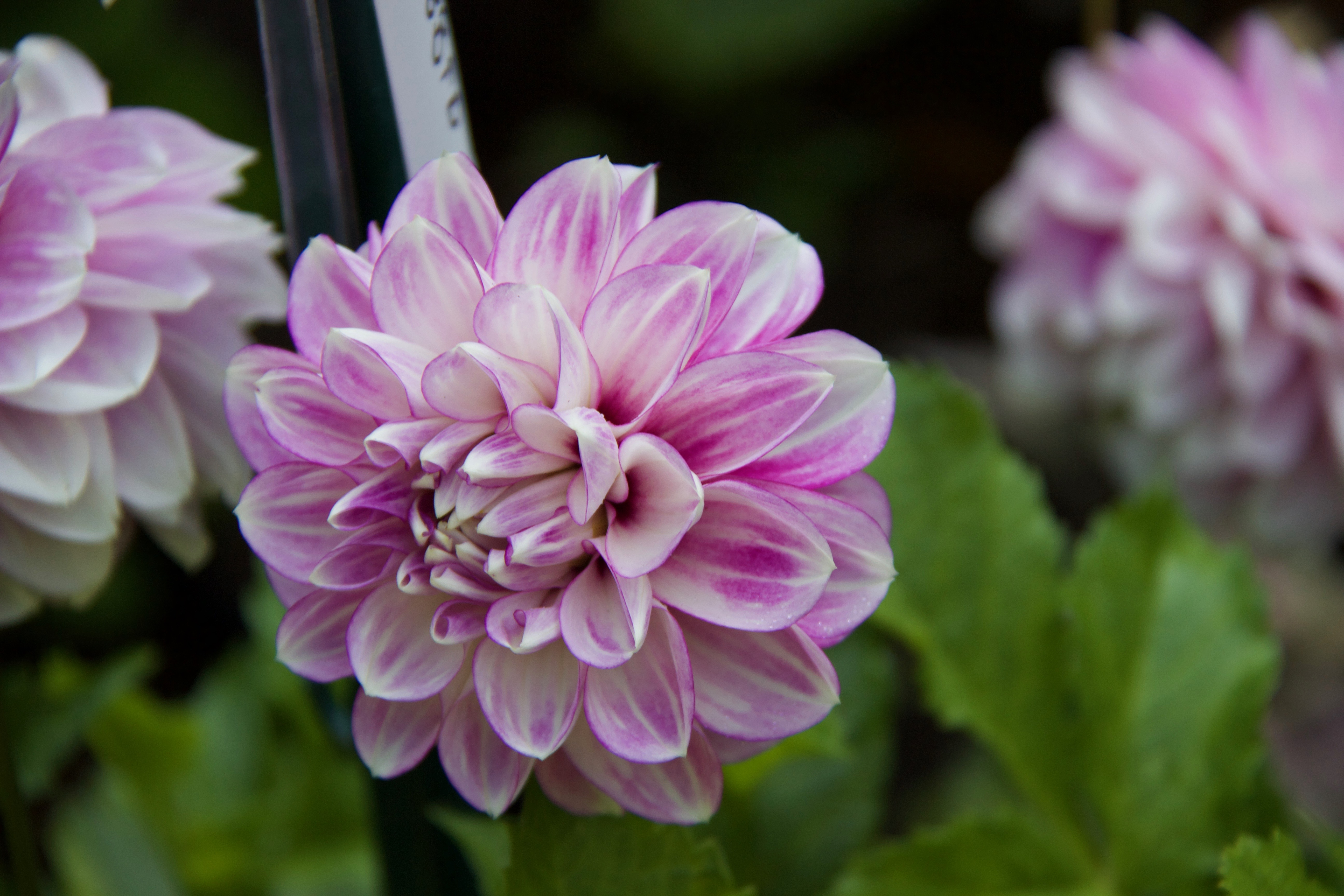 Master Gardeners Kitsap County Washington State University