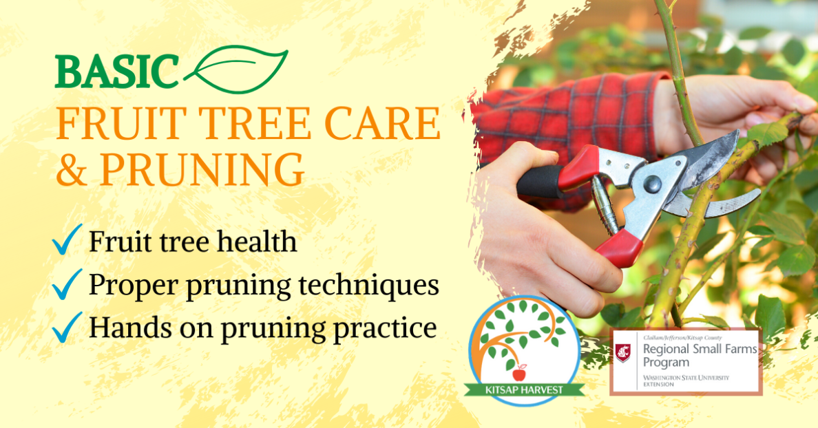 Basic Fruit Tree Care and Pruning Class 3 Kitsap County Washington