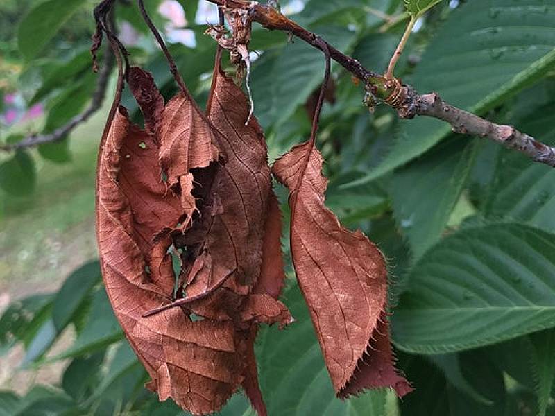 What Happened to My Flowering Cherry Tree? Kitsap County Washington