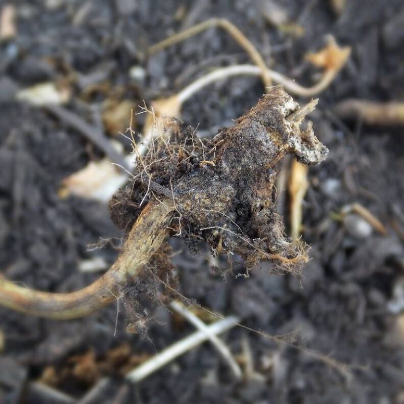 Dirt Talk Integrated Pest Management Clubroot Kitsap County