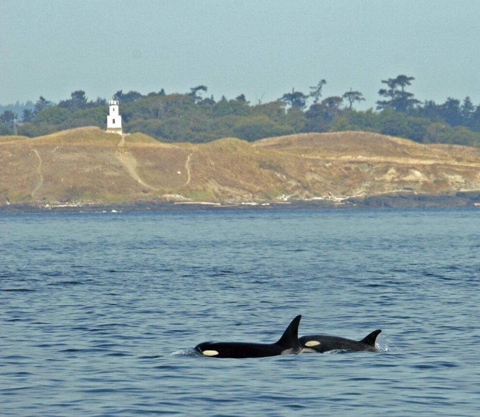 Orca Recovery Day Event at Harper Park Kitsap County Washington
