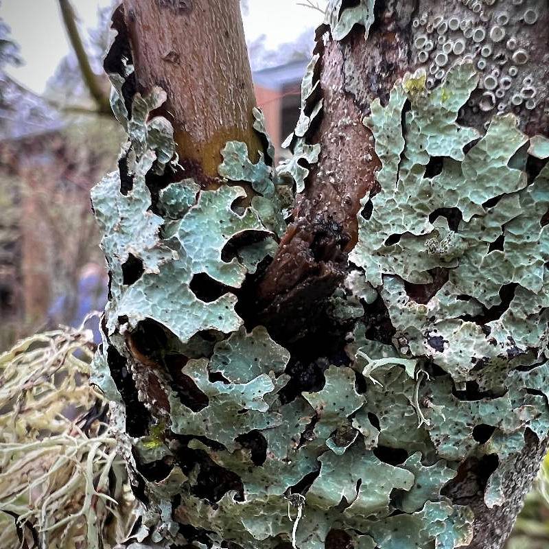 Kitsap County Washington Master Gardeners Kitsap Update Spring Kitsap