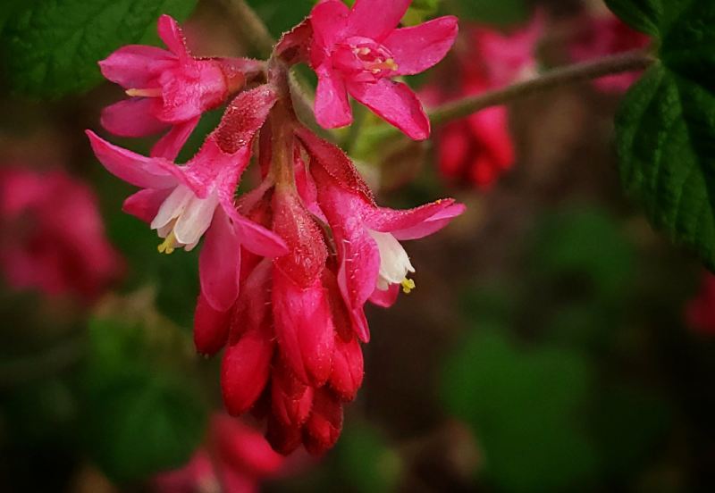 Using PNW Native Plants in the Home Garden Kitsap County Washington
