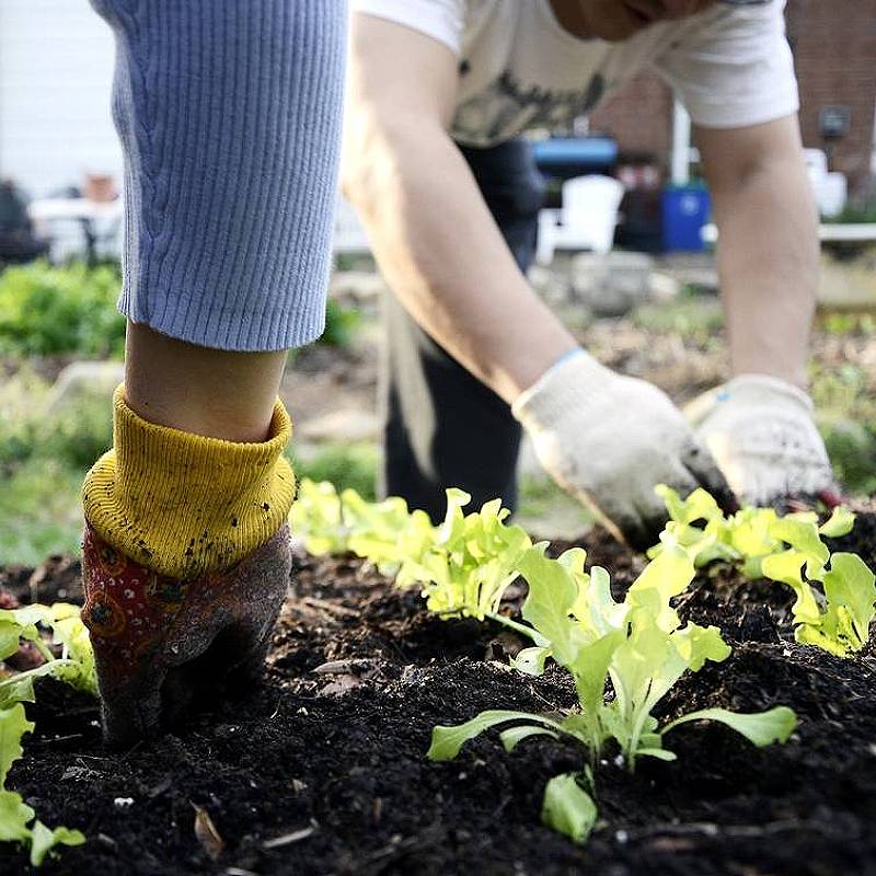 Kitsap County Washington Master Gardeners Kitsap Update 2024 Master