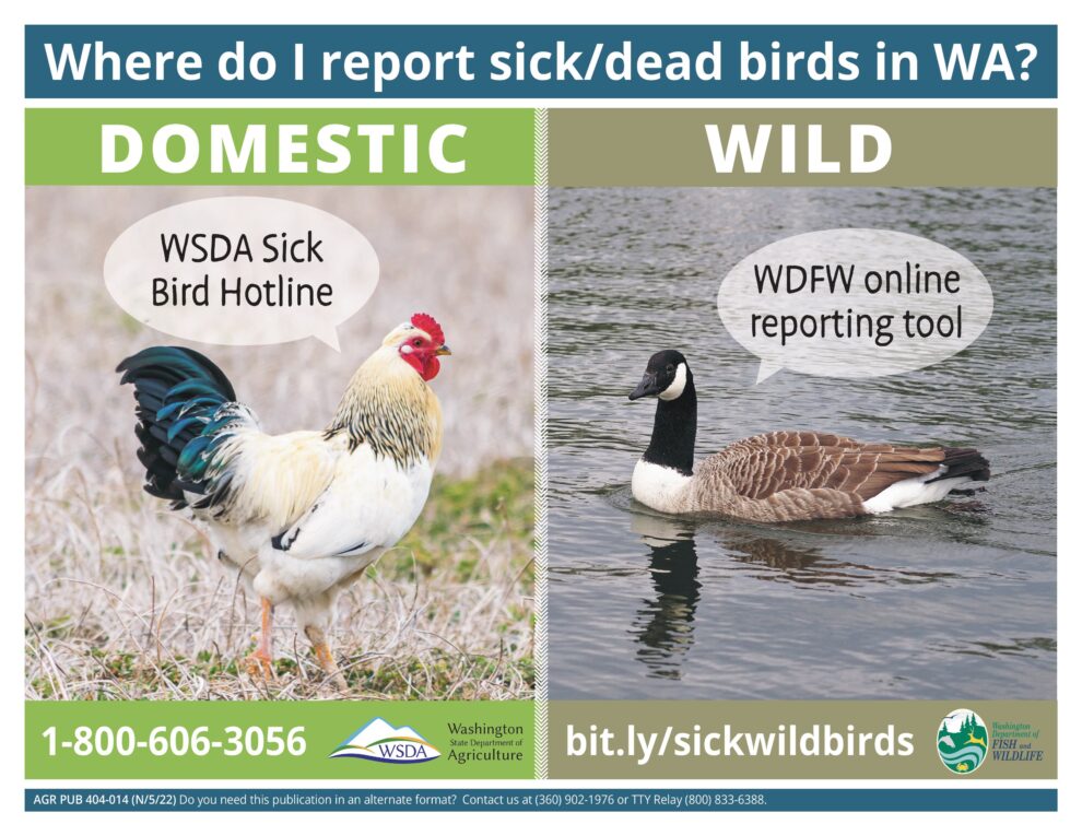 ALERT Bird flu infects backyard flock in Kitsap County Kitsap County