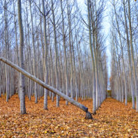 Idaho tree farm