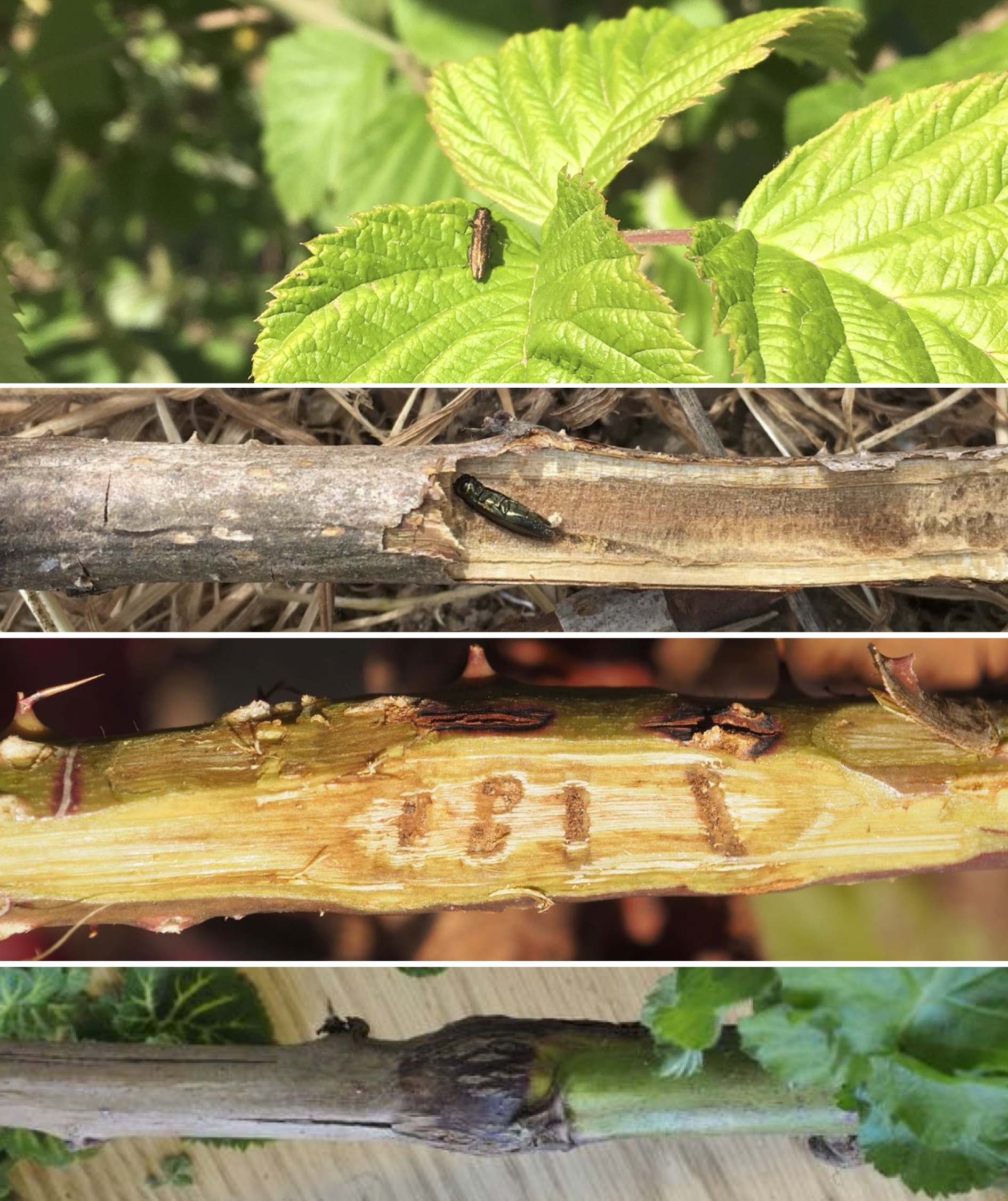 Rose Stem Girdler An Emerging Pest of PNW Caneberries Clark County