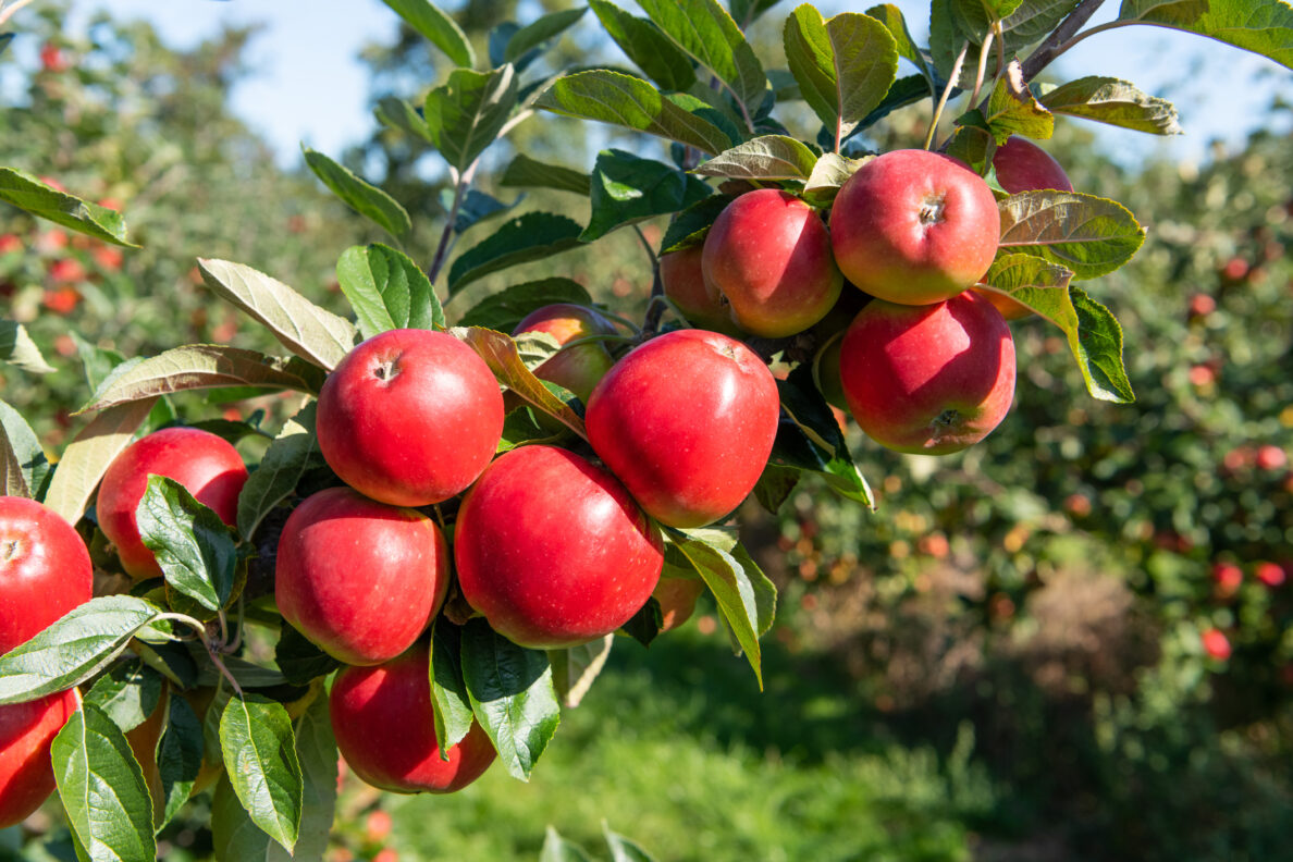 Tree Fruit Information Okanogan County Washington State University