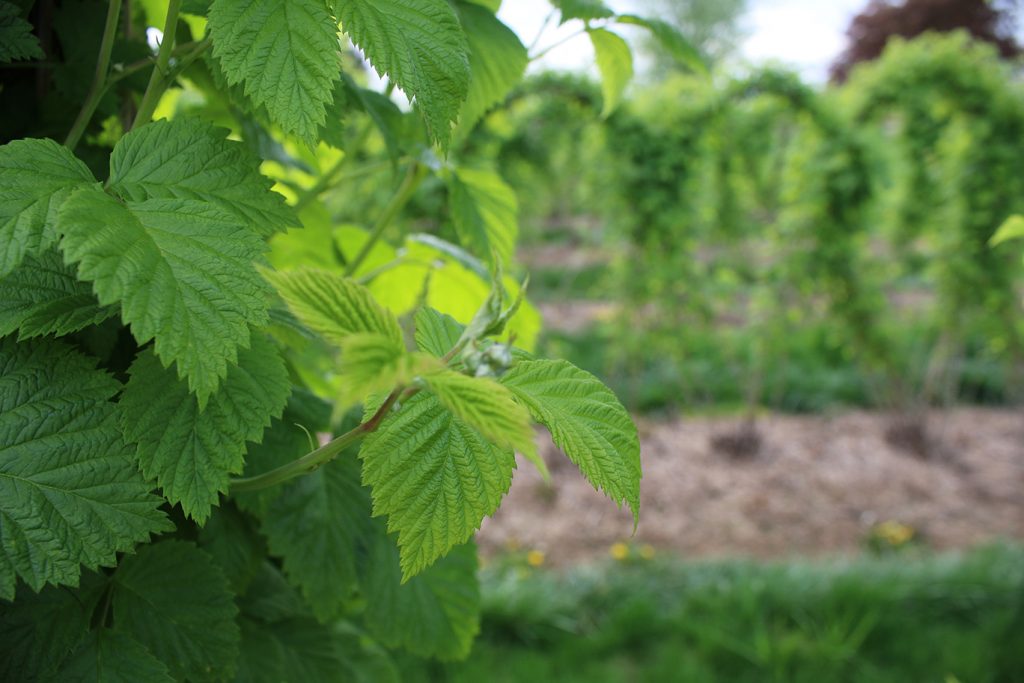 A New Herbicide Registration for Berries Ag Monthly