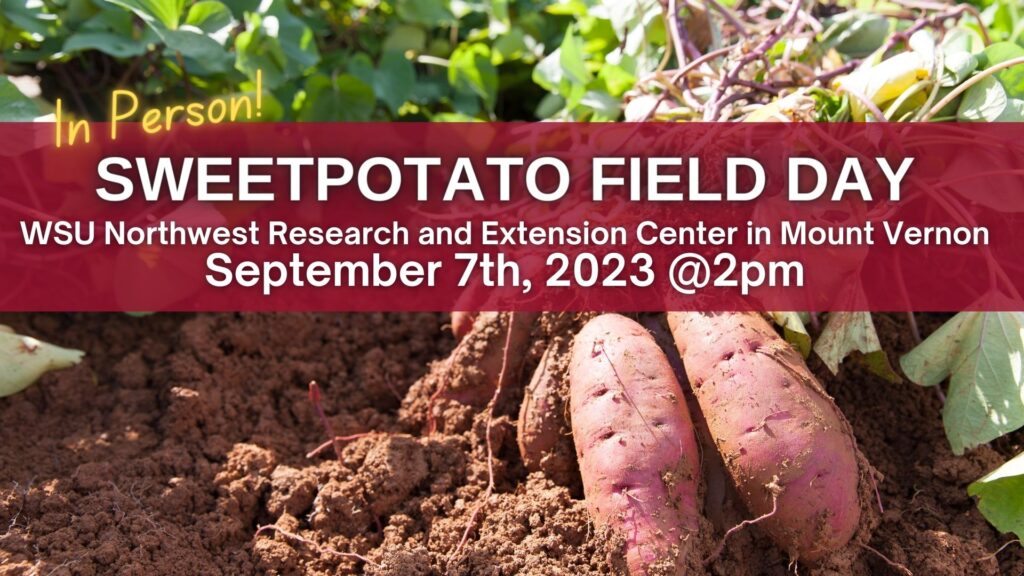 Sweetpotato Field Day | Regional Small Farms | Washington State University