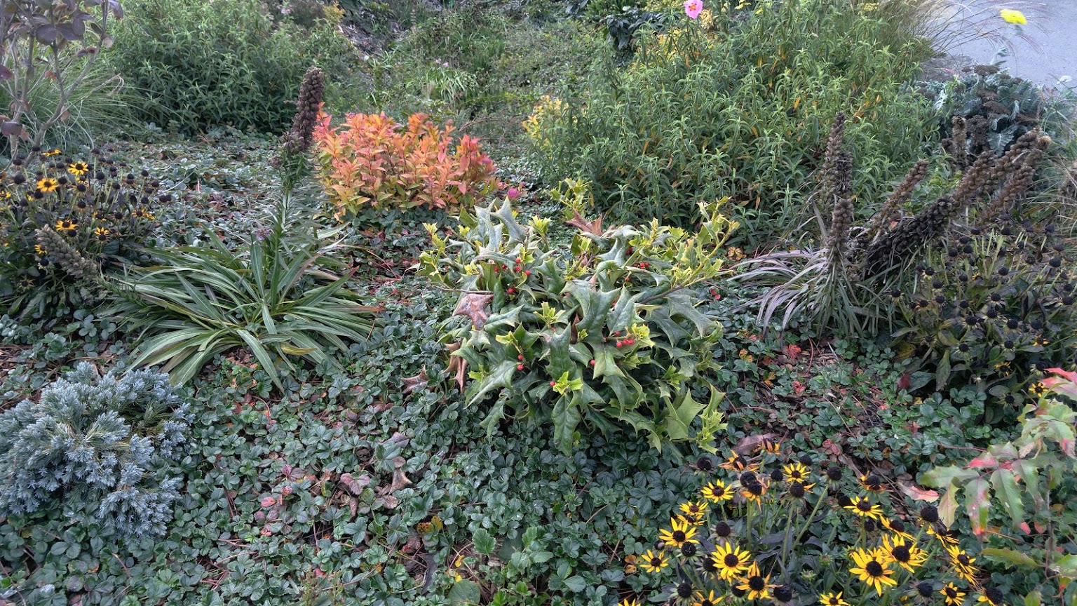 Rain Garden Basics Rain Gardens Washington State University