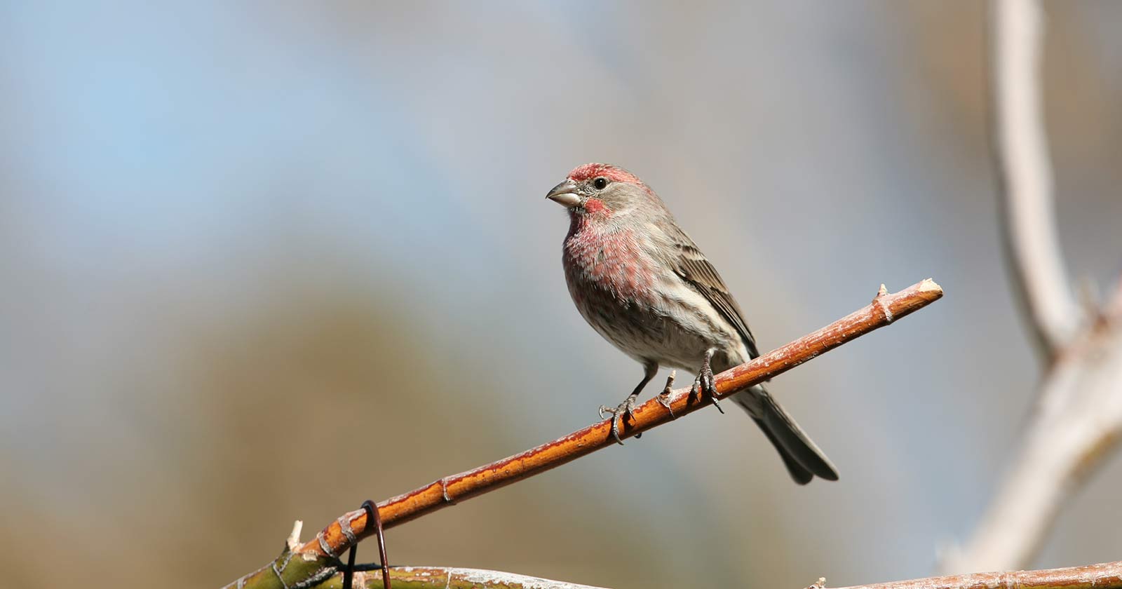 Avian Biodiversity Washington State University
