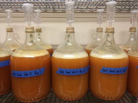 Image of carboys of fermenting apple juice.