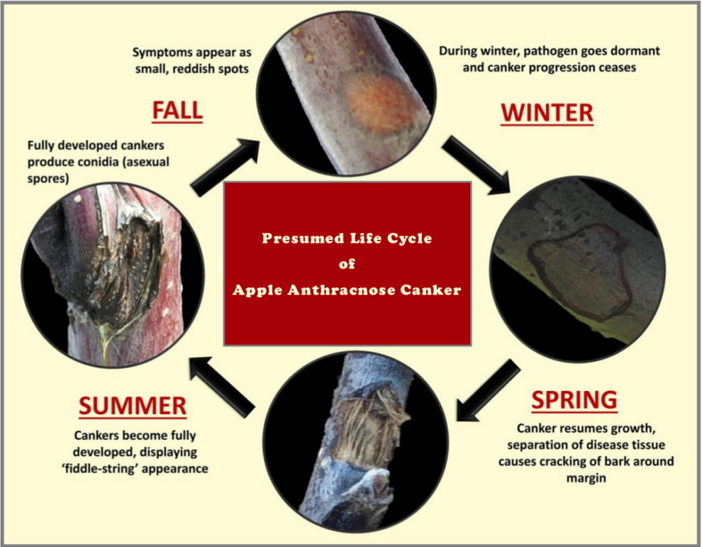 apple-anthracnose-canker-wsu-cider-washington-state-university