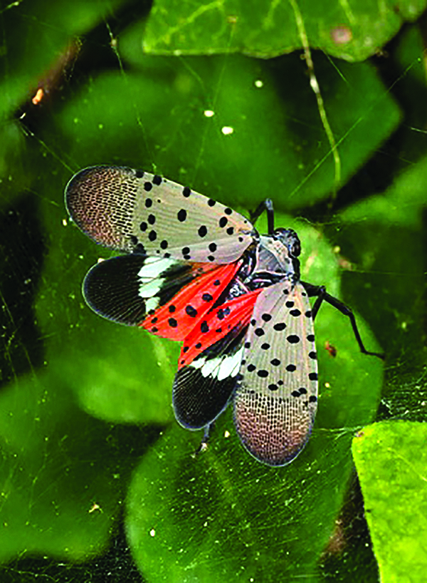 2022 Quarter 3 Newsletter | Integrated Pest Management | Washington ...