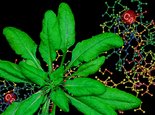 Calcium Signaling in Plants | Calcium Signaling in Plants | Washington ...