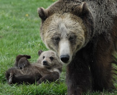 Bear and cubs