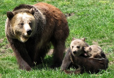 A mother bear with her two cubs who are wrestling.