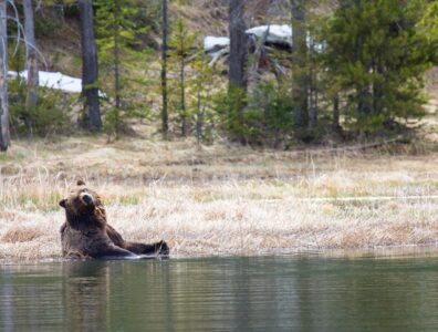 grizzly bear cooling down in water