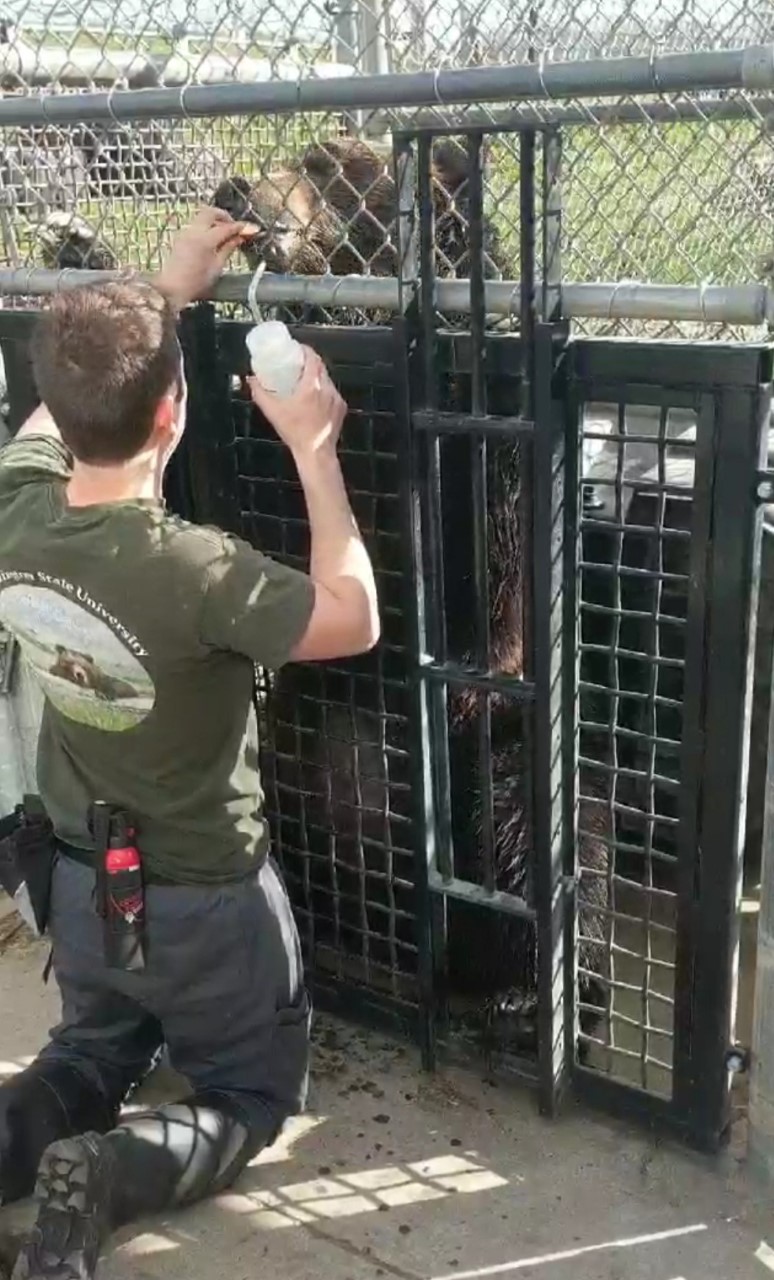 Brandon clicker training the bear Frank.
