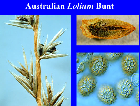 Australian Lolium Bunt