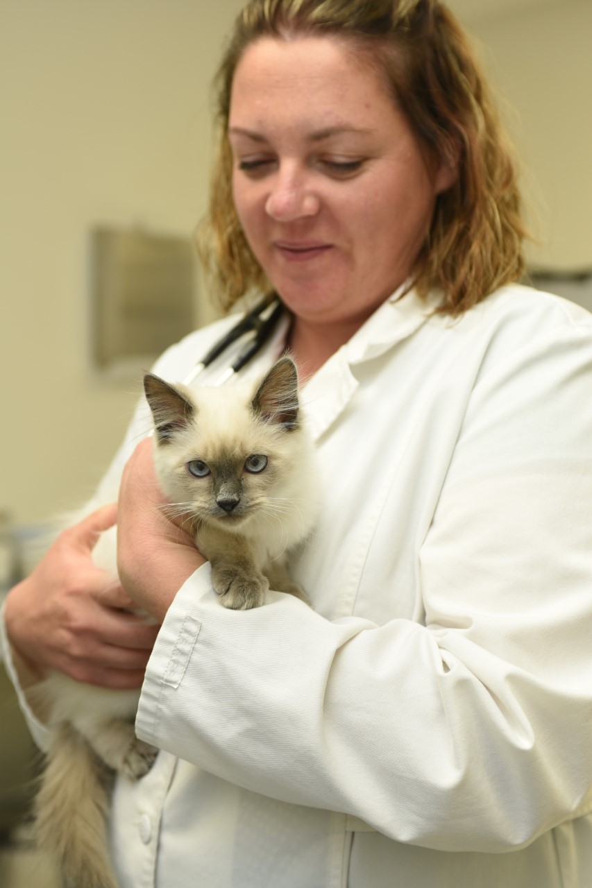 Why do cats and dogs spin around before they sit? Ask Dr. Universe