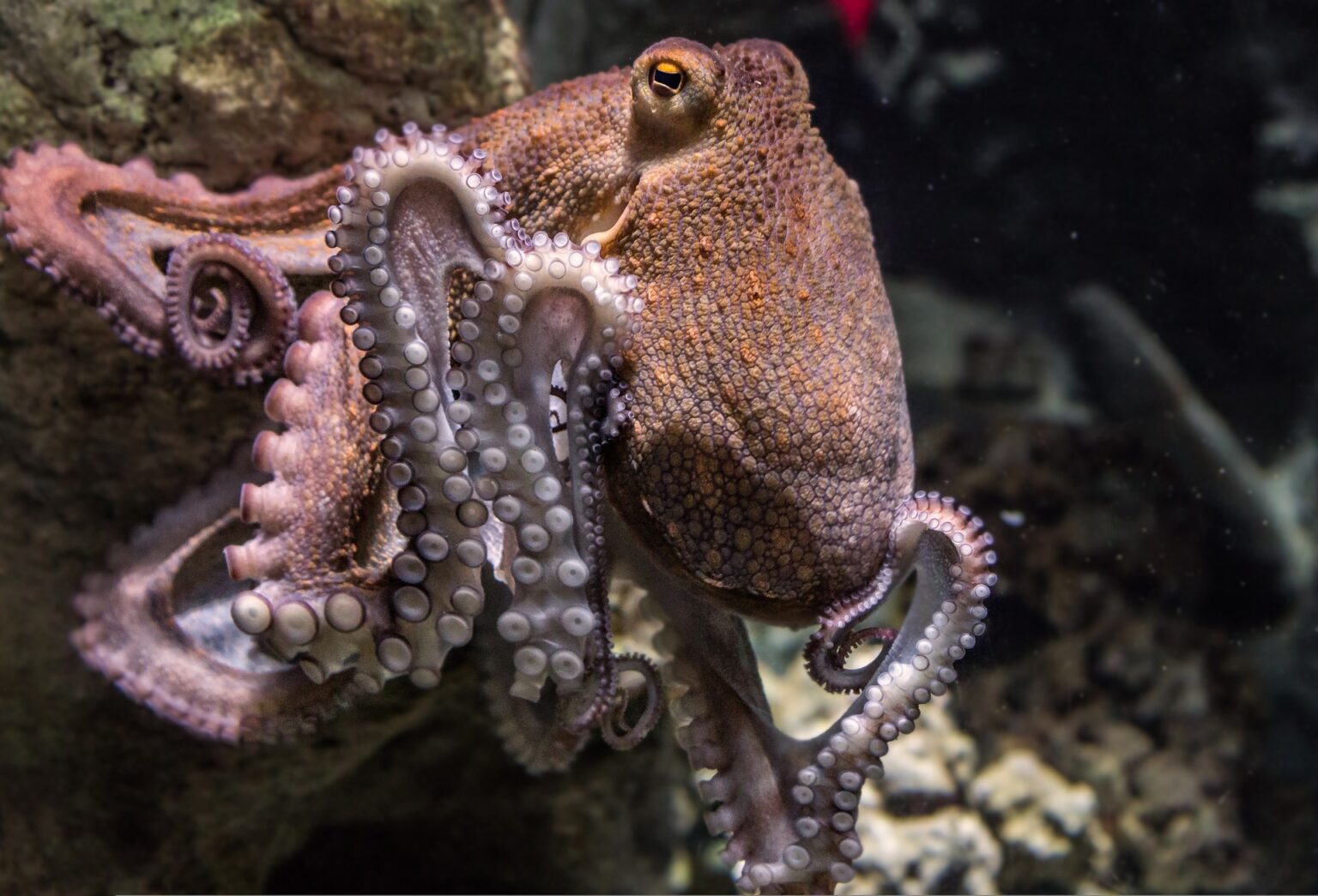 What is octopus ink? Ask Dr. Universe Washington State University