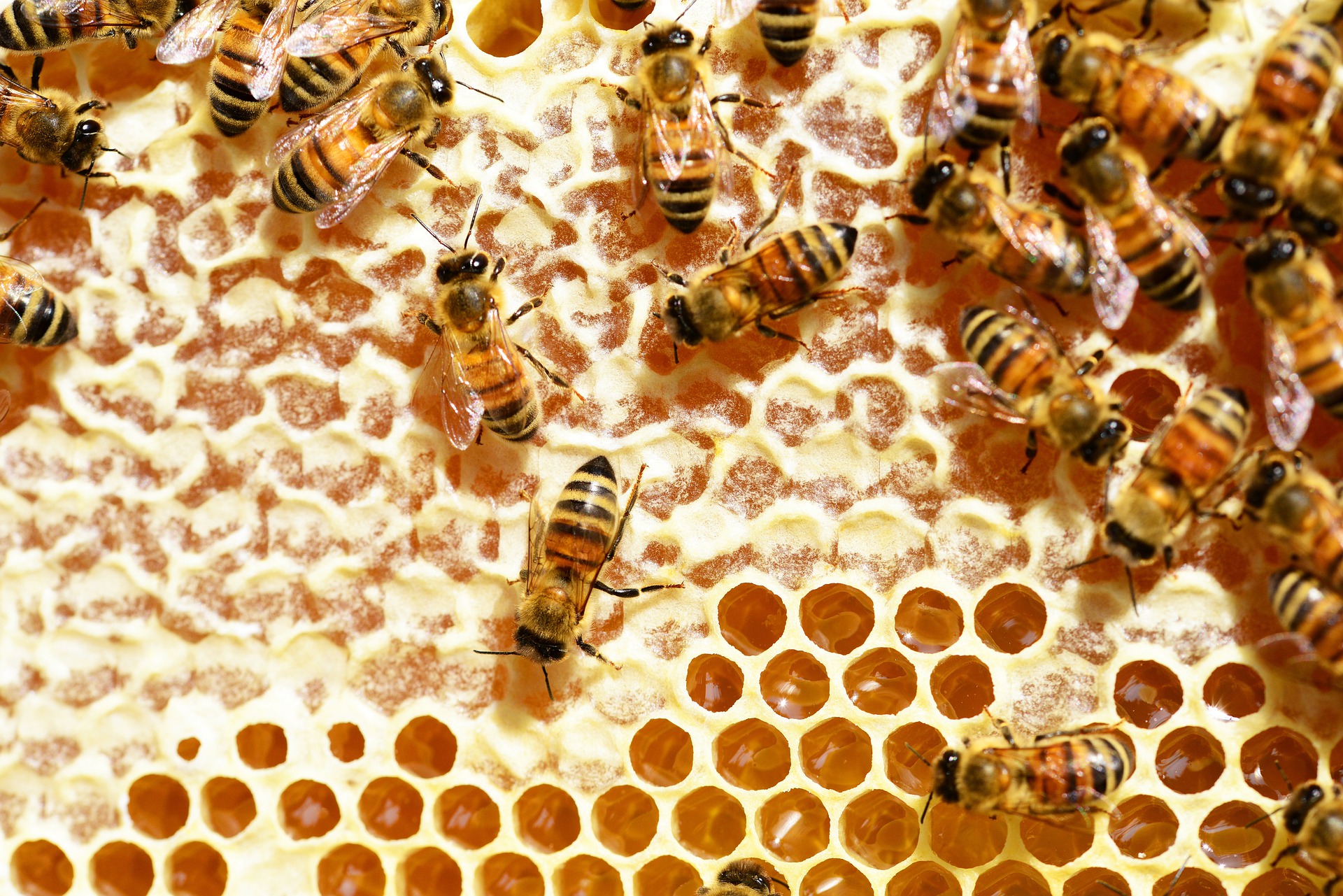How does honey last forever? Ask Dr. Universe Washington State