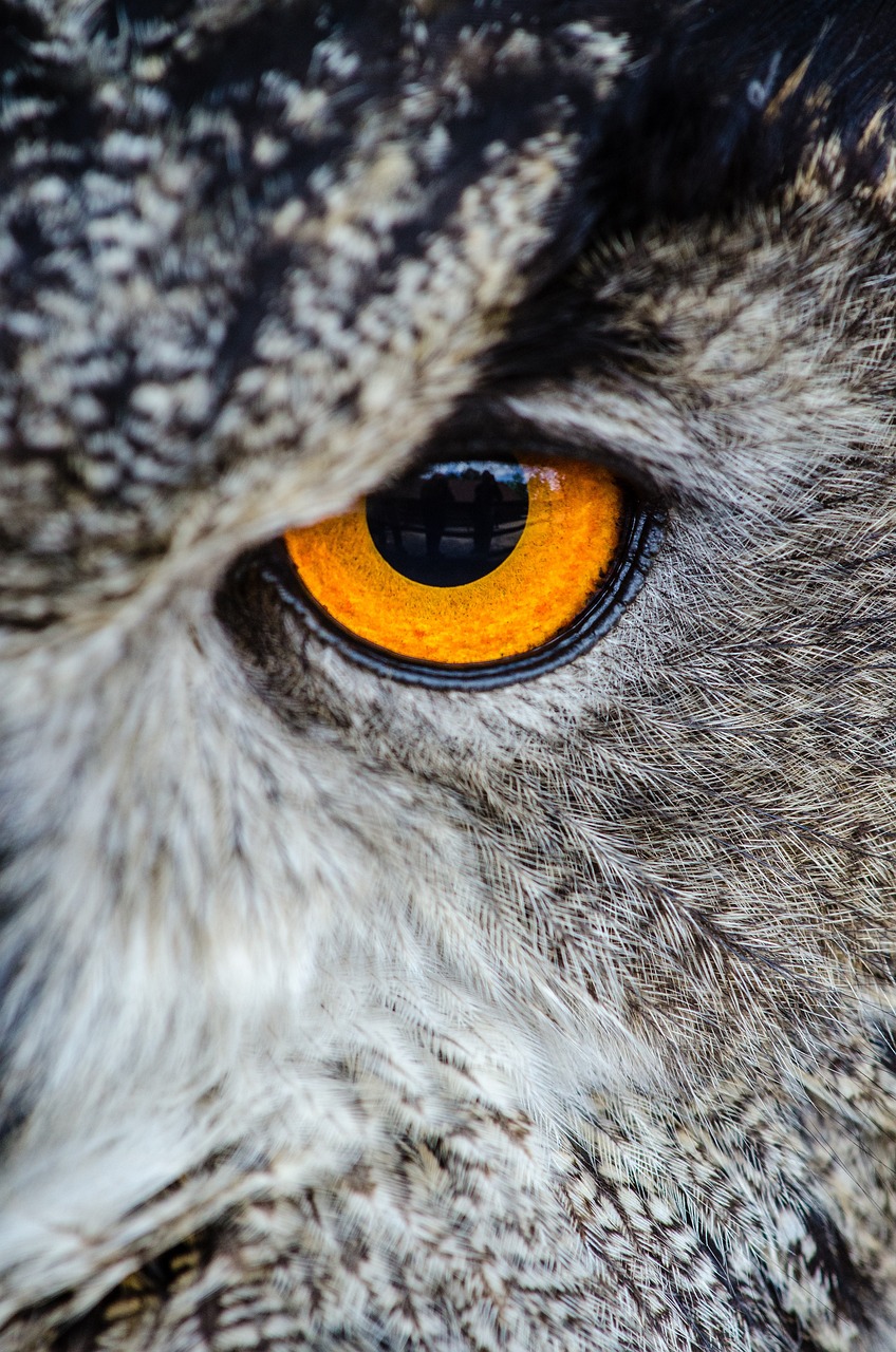 Why do owls stay up at night? Ask Dr. Universe Washington State