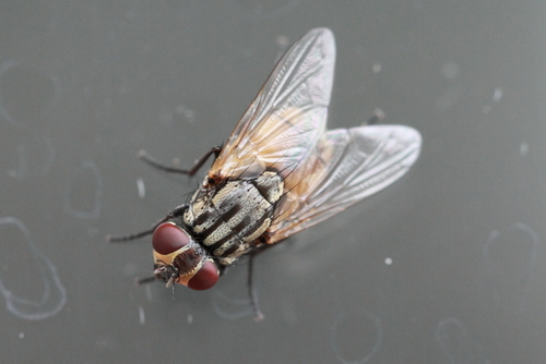 Fly Genus Why do scientists use Latin when they name organisms? | Ask Dr ...