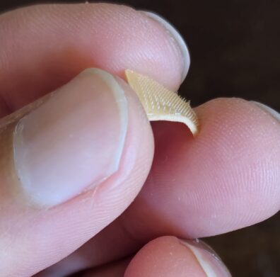 A photo of a microneedle array held by human fingers. The patch is off-white, about half the size of a fingernail and covered in tiny spikes.