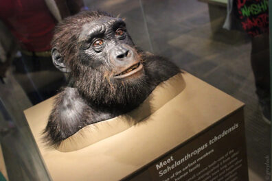 A museum display of a model of an early hominin, showing the head and shoulders, which are dark and furry. The face has an enlarged muzzle and brow ridges and closely resembles today's chimps