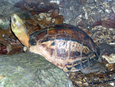 A photo of a box turtle showing the scute plates on the carapace