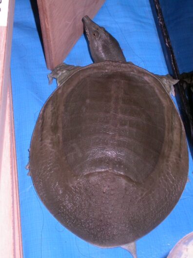 An image of a soft-shelled turtle, showing its carapace with the head and front legs poking out