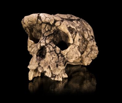 A photo of an ancient hominin skull, showing yellowing bone with dark crevisses and an upper jaw with teeth
