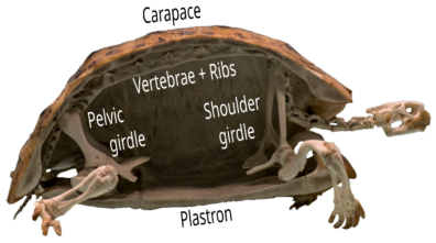 A labeled image showing the carapace and plastron as well as the rest of the turtle's skeleton